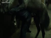 A Horse gets delight by giving magnitude to the fuck of anal